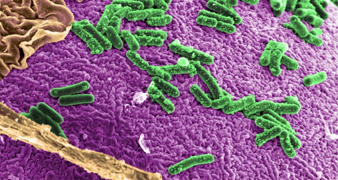 gut microbes