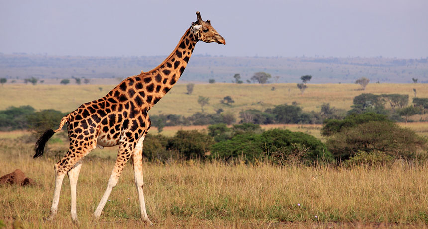 giraffe