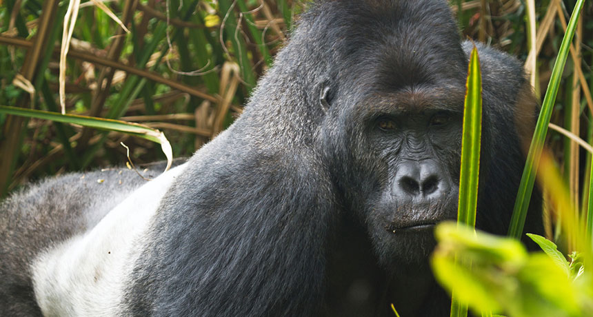 gorilla