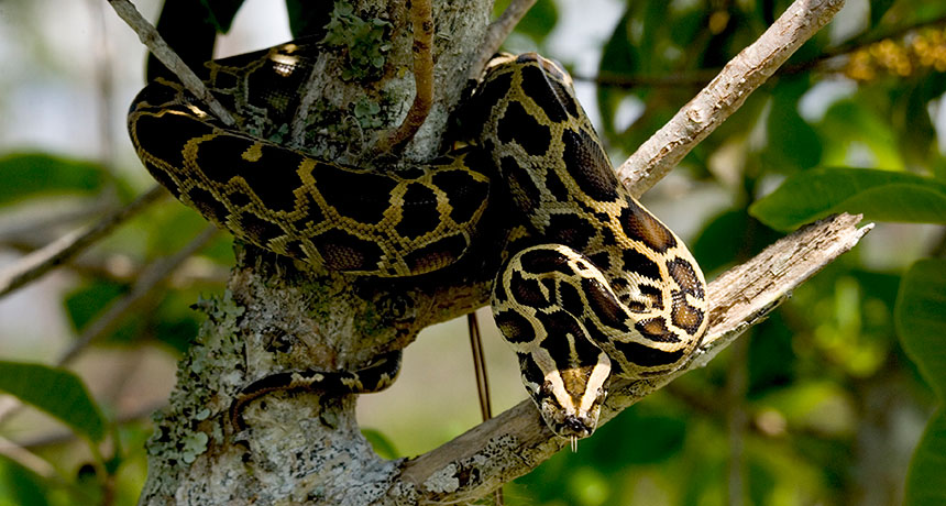 Burmese python