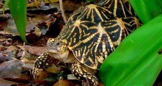 Indian star tortoise
