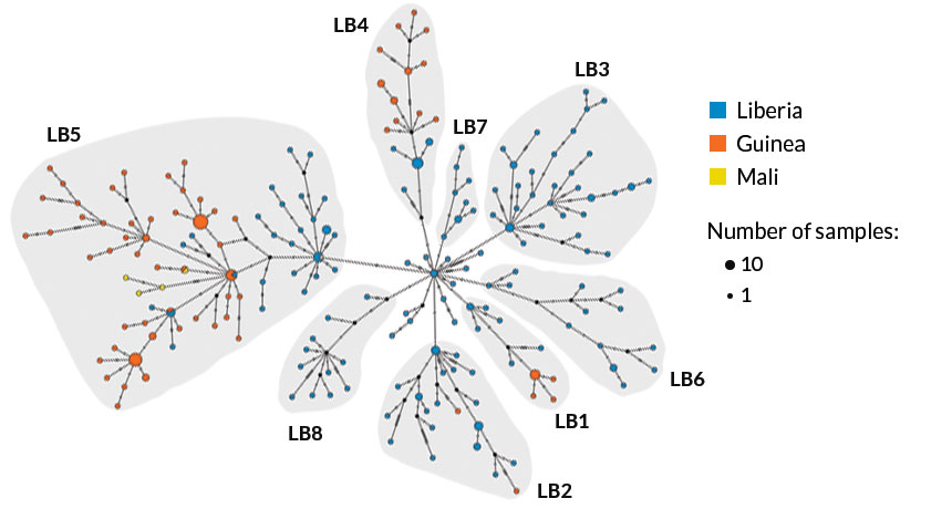 Ebola outbreak network map