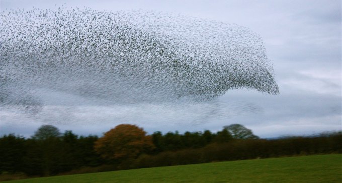 bird flock