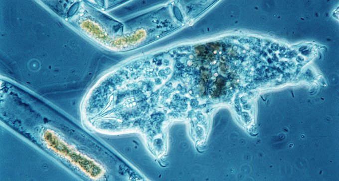 tardigrades