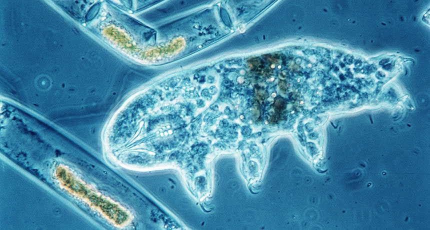 tardigrades