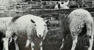 Sheep with scrapie