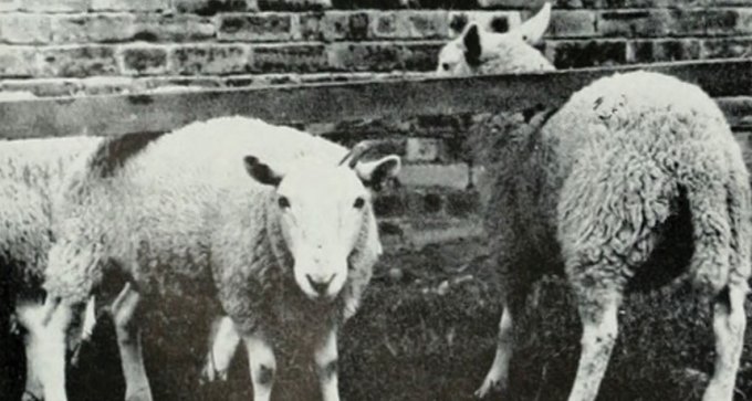 Sheep with scrapie