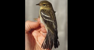 blackpoll warbler