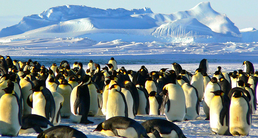 emperor penguins