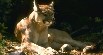 mountain lion