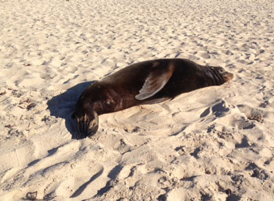 sea lion washed up on beach