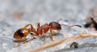 Temnothorax unifasciatus