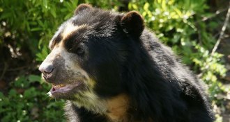 Andean bear