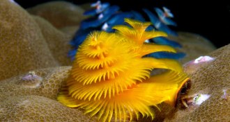 Christmas tree worms