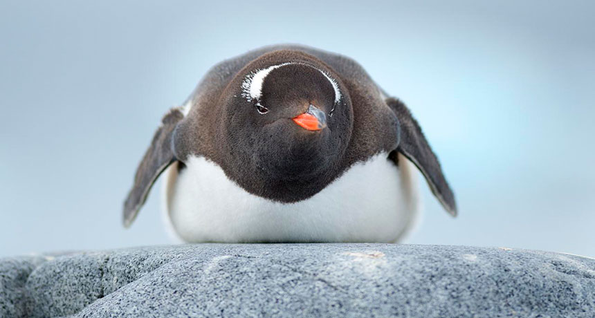 penguin