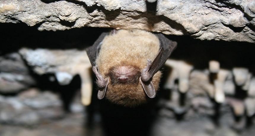 little brown bat