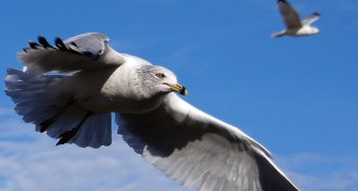 ring-billed gull