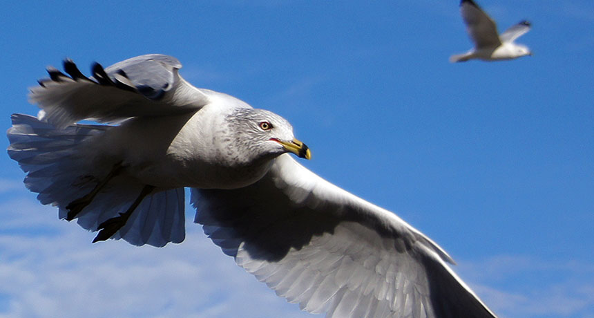 ring-billed gull