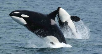 killer whales