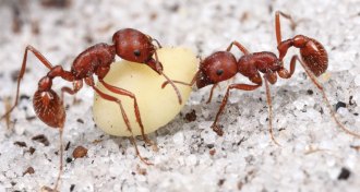 harvester ants