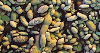 raspberry leaf and microbes