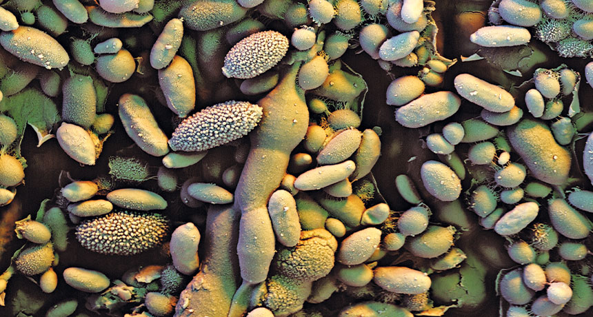 raspberry leaf and microbes