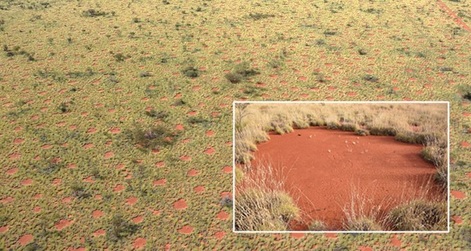 fairy circle in Australia