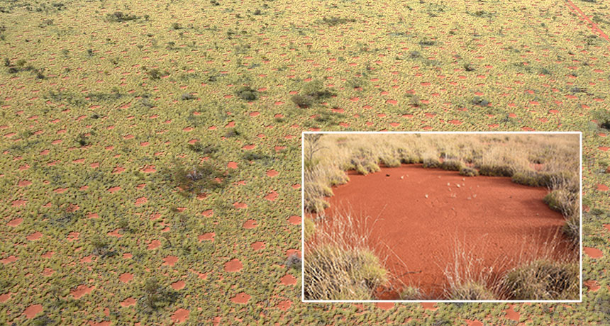 fairy circle in Australia