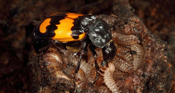 a female burying beetle