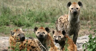 spotted hyenas