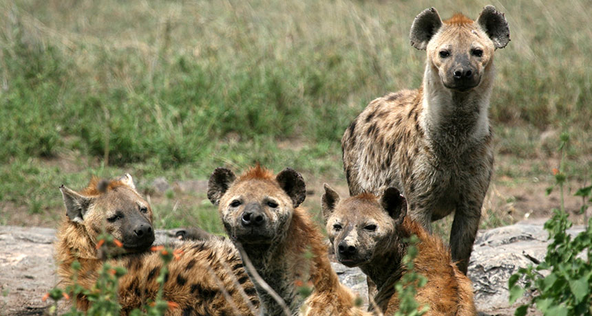 spotted hyenas