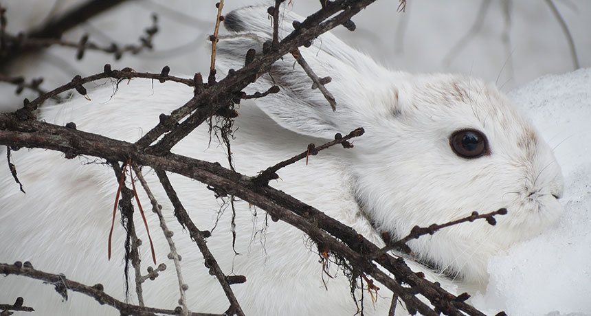 snowshoe hare