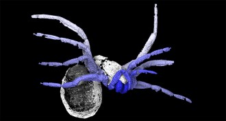 3-D reconstruction of ancient arachnid