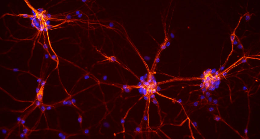 mouse neurons