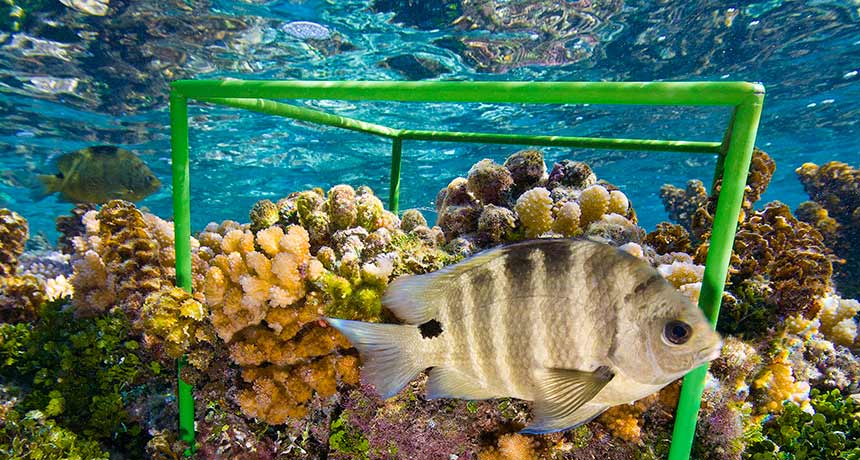 a coral reef in French Polynesia