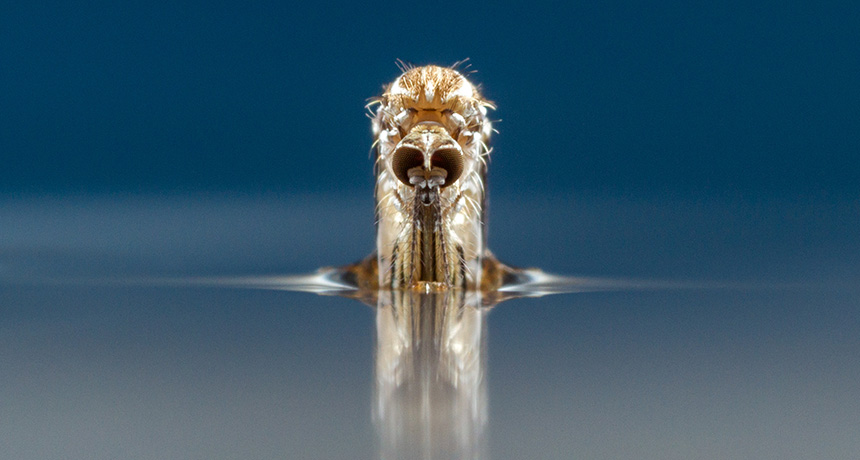 aedes aegypti mosquito