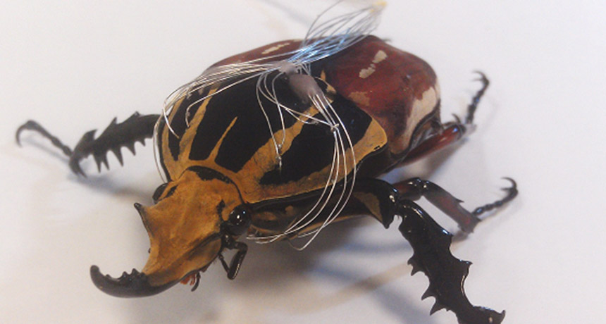 cyborg flower beetle