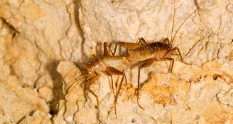 Ceuthophilus cave crickets