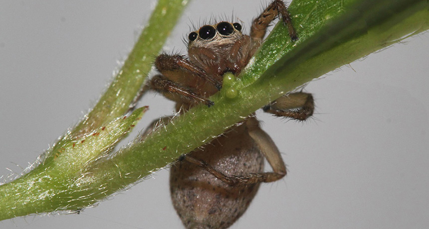 Maevia inclemens jumping spider