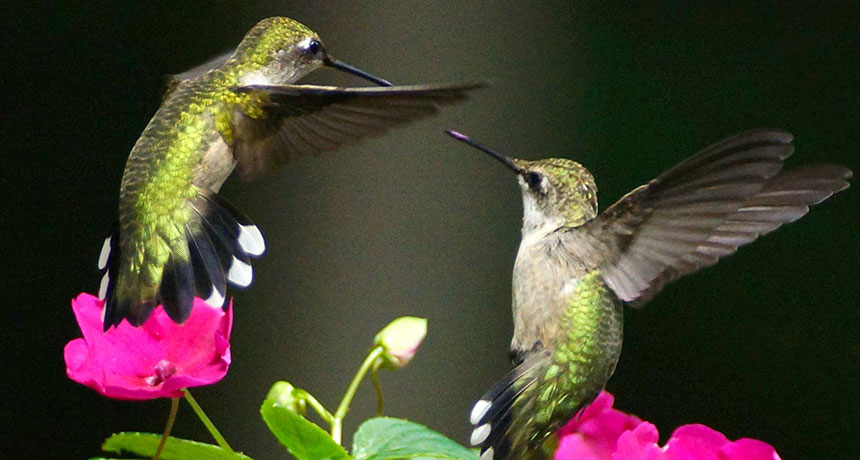 hummingbirds