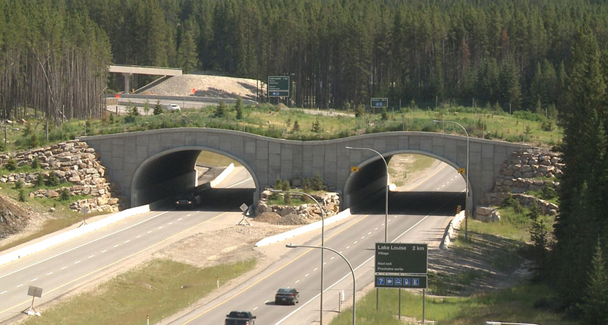 Wildlife overpass in Banff National Park