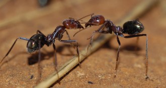 Meat ants, Iridomyrmex purpureus