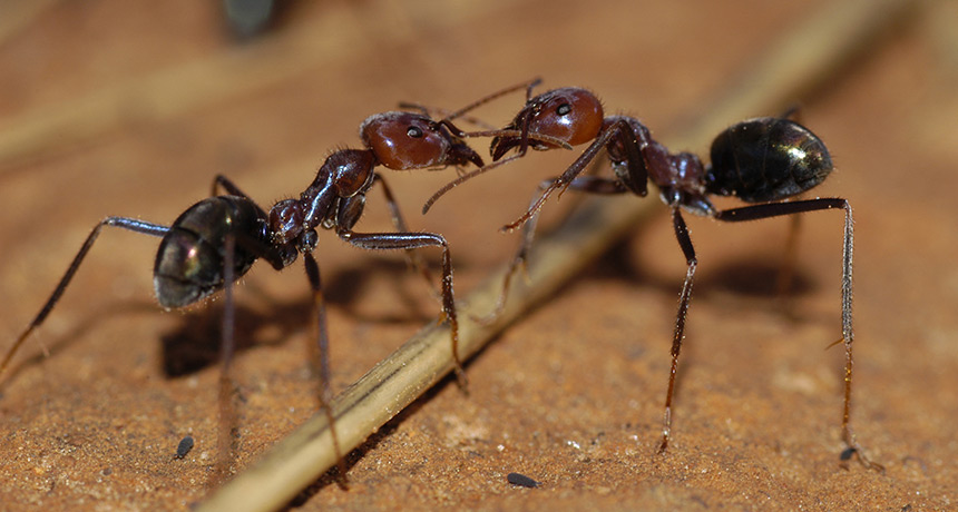 Meat ants, Iridomyrmex purpureus