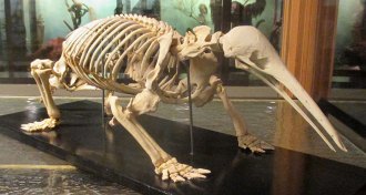 skeleton of a long-beaked echidna