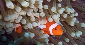 two clownfish nested in an anemone