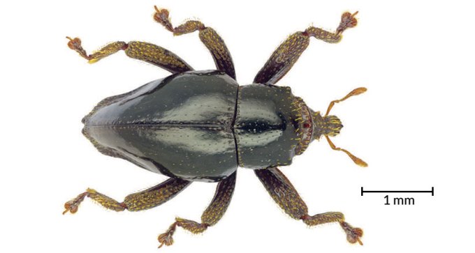 Trigonopterus chewbacca