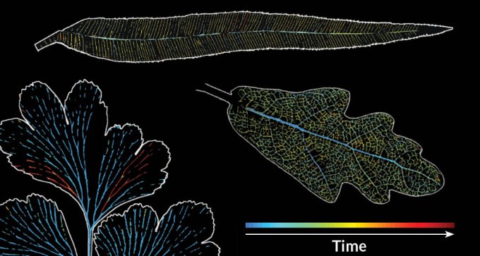 lab images of embolisms in leaf veins