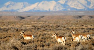 pronghorn