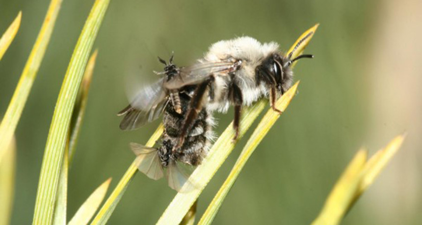 two parasite insects flying around mining bee