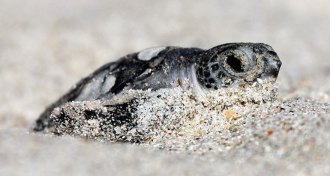baby green turtle